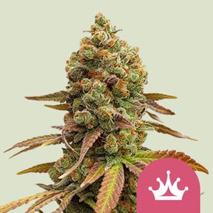 Special Queen 1 👑 Semillas de Marihuana - Royal Queen Seeds
