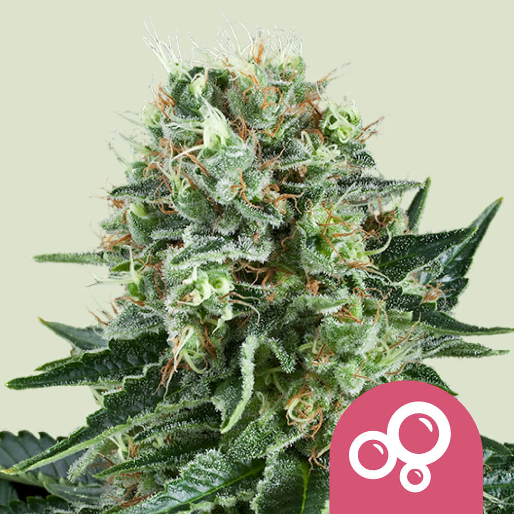 Bubble Kush Auto - Comprar semillas de marihuana