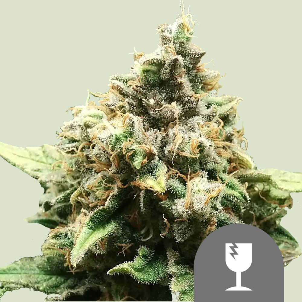 Semillas de marihuana: regulares vs feminizadas vs auto vs CBD - Royal  Queen Seeds