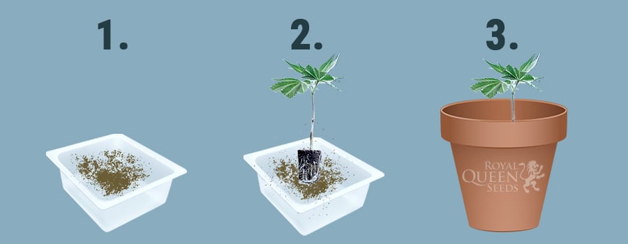 Enraizante Casero: 5 Enraizantes Para Plantas Y Esquejes