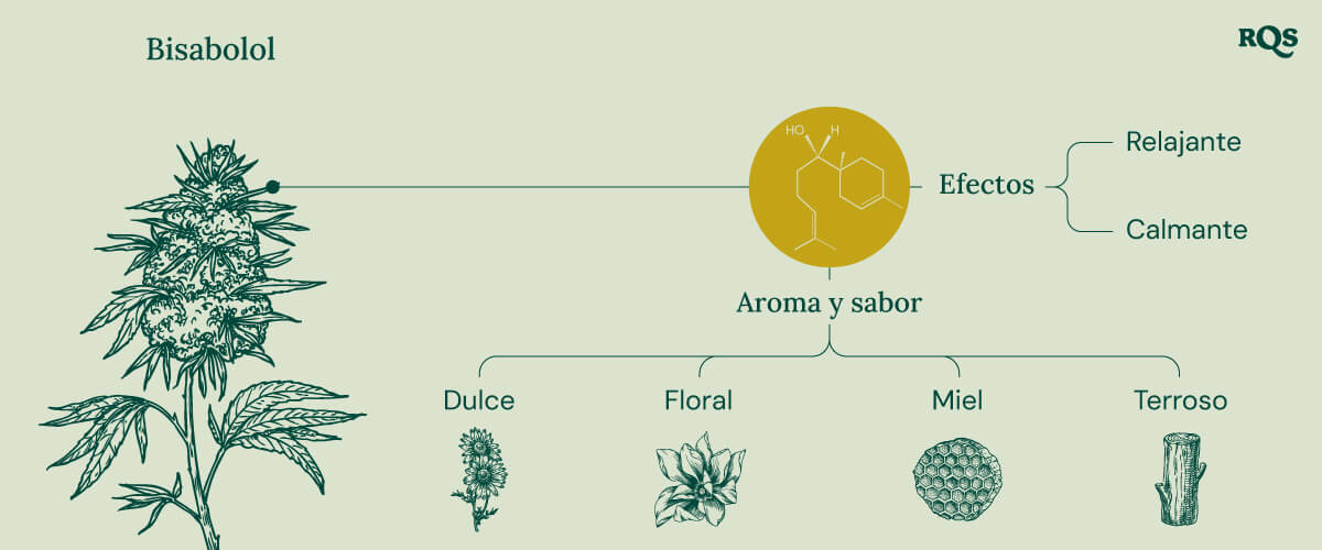 Infografía sobre el terpeno bisabolol, ilustrando sus efectos y aromas. Muestra descripciones de efectos "relajantes" y "calmantes", con notas de aroma como dulce, floral, miel y terrosa.