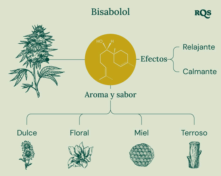 Infografía sobre el terpeno bisabolol, ilustrando sus efectos y aromas. Muestra descripciones de efectos "relajantes" y "calmantes", con notas de aroma como dulce, floral, miel y terrosa.