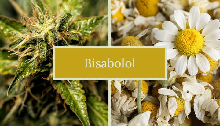 Imagen comparando las flores de cannabis y manzanilla, etiquetada "Bisabolol", destacando la presencia de bisabolol en ambas plantas.