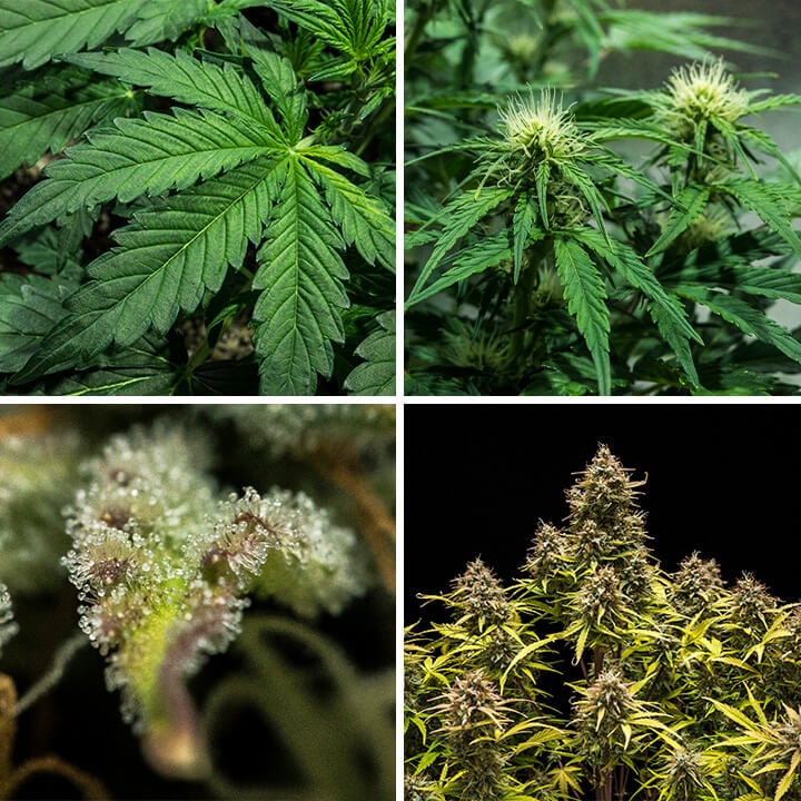 Collage de cuatro imágenes que ilustran el proceso de germinación de las semillas de cannabis Blue Cheese Auto, creado por Royal Queen Seeds. Este visual acompaña las indicaciones sobre técnicas óptimas de germinación, manejo de temperatura y preparación del sustrato para esta variedad productiva.