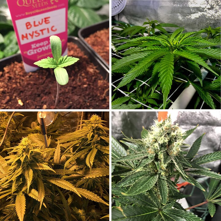 Collage mostrando las etapas de crecimiento del cannabis Blue Mystic: semilla, planta joven con hojas, floración y planta madura con cogollos densos.