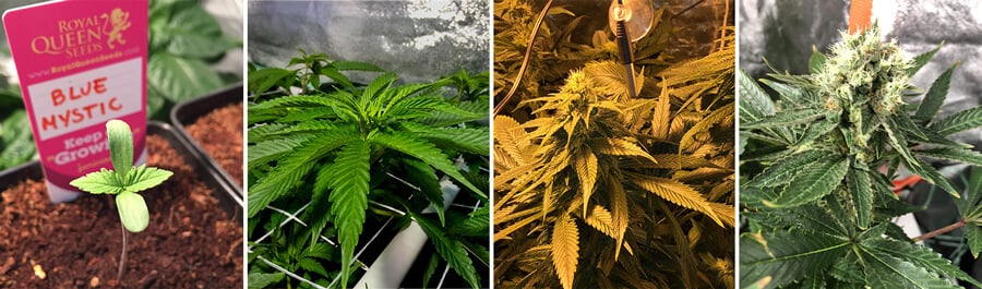 Collage mostrando las etapas de crecimiento del cannabis Blue Mystic: semilla, planta joven con hojas, floración y planta madura con cogollos densos.