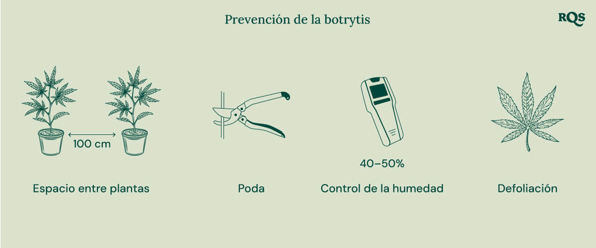 How to treat botrytis in cannabis