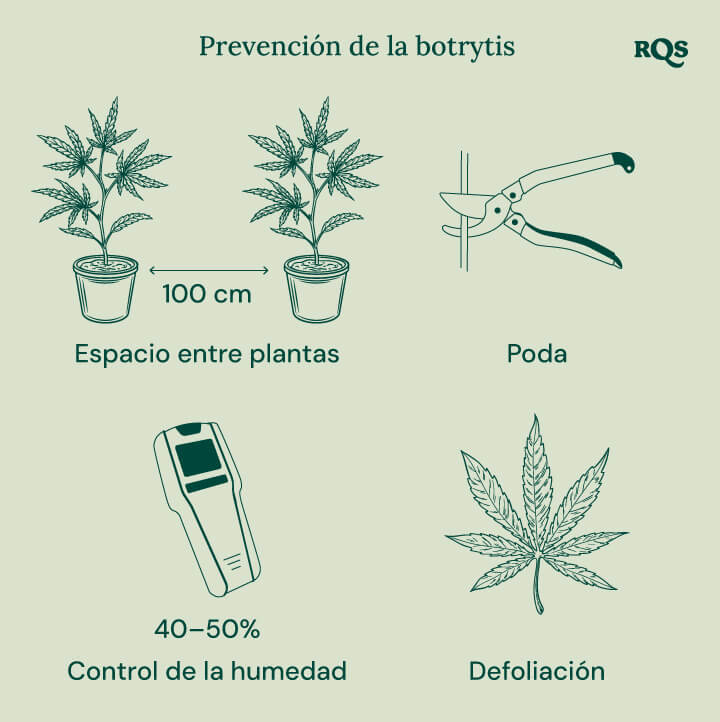 How to treat botrytis in cannabis