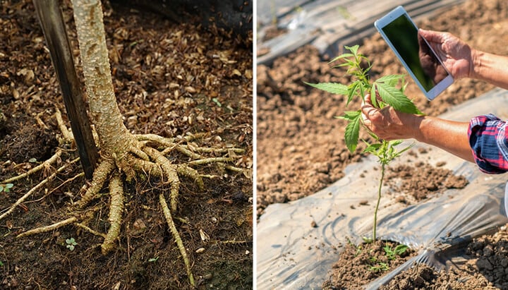 Dos imágenes: A la izquierda muestra un tronco de árbol con raíces expuestas. A la derecha, una mano sosteniendo una tableta junto a una planta de cannabis joven en un campo.