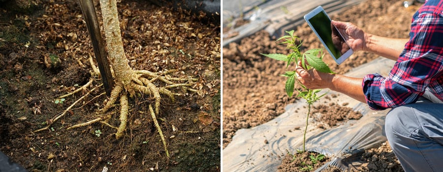 Dos imágenes: A la izquierda muestra un tronco de árbol con raíces expuestas. A la derecha, una mano sosteniendo una tableta junto a una planta de cannabis joven en un campo.