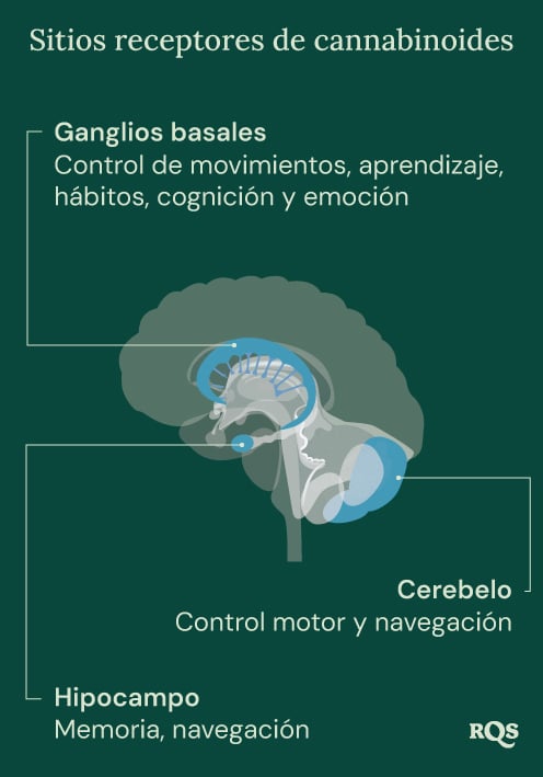 Cannabinoid Receptor Sites