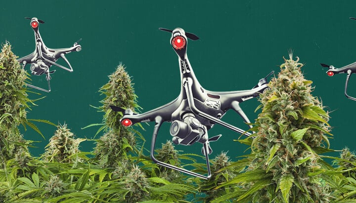 Un dron equipado con tecnología de vigilancia sobrevolando una zona de cultivo de cannabis al aire libre, ilustrando los desafíos de la vigilancia aérea del cannabis y las estrategias que los cultivadores deben adoptar para proteger sus plantas de la detección.