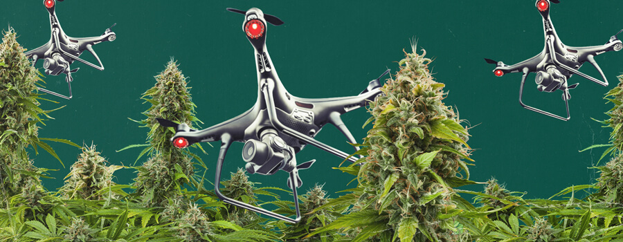 Un dron equipado con tecnología de vigilancia sobrevolando una zona de cultivo de cannabis al aire libre, ilustrando los desafíos de la vigilancia aérea del cannabis y las estrategias que los cultivadores deben adoptar para proteger sus plantas de la detección.