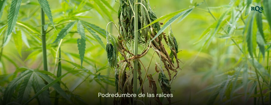 Planta de cannabis afectada por pudrición de raíces con hojas amarillentas y caídas, causada por exceso de riego y mal drenaje. Destaca las hojas amarillas de cannabis y los síntomas de marihuana amarilla.