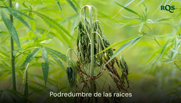 Planta de cannabis afectada por pudrición de raíces con hojas amarillentas y caídas, causada por exceso de riego y mal drenaje. Destaca las hojas amarillas de cannabis y los síntomas de marihuana amarilla.