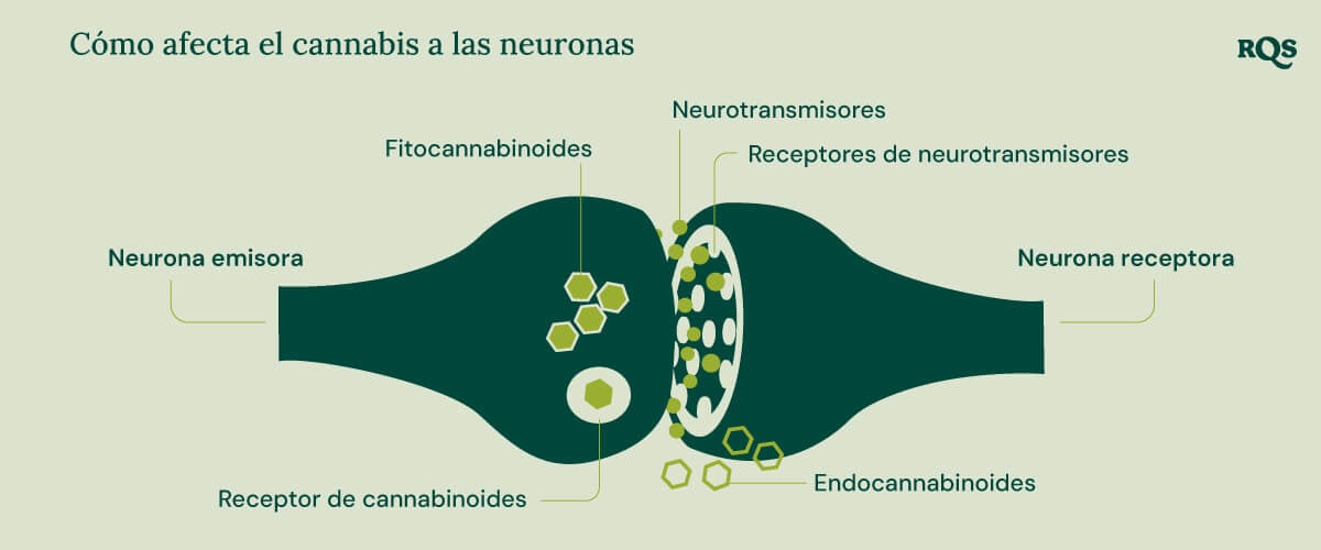 Infografía que muestra cómo los fitocannabinoides y los endocannabinoides interactúan con los receptores cannabinoides, los neurotransmisores y sus receptores. El diagrama resalta el proceso entre las neuronas emisoras y receptoras en el contexto de los compuestos del cannabis que afectan la función cerebral.