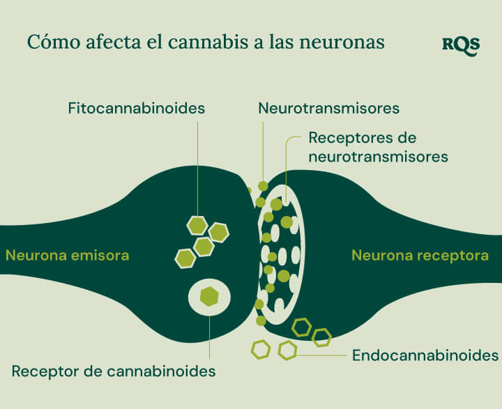 Infografía que muestra cómo los fitocannabinoides y los endocannabinoides interactúan con los receptores cannabinoides, los neurotransmisores y sus receptores. El diagrama resalta el proceso entre las neuronas emisoras y receptoras en el contexto de los compuestos del cannabis que afectan la función cerebral.