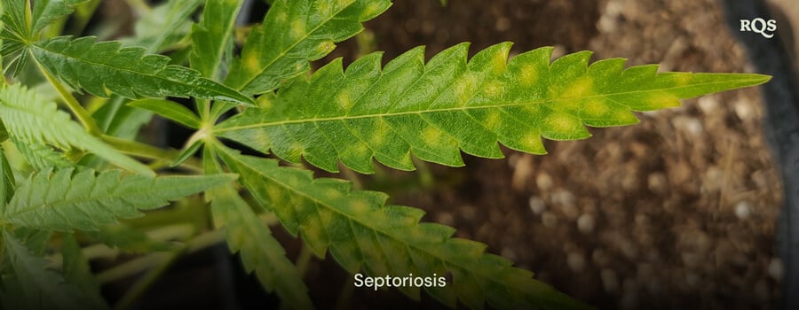 Hoja de cannabis afectada por septoria foliar, con manchas amarillas y decoloración por infección fúngica. Ejemplo de amarillamiento de hojas de cannabis y manchas amarillas en hojas de cannabis.