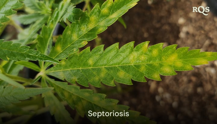 Hoja de cannabis afectada por septoria foliar, con manchas amarillas y decoloración por infección fúngica. Ejemplo de amarillamiento de hojas de cannabis y manchas amarillas en hojas de cannabis.