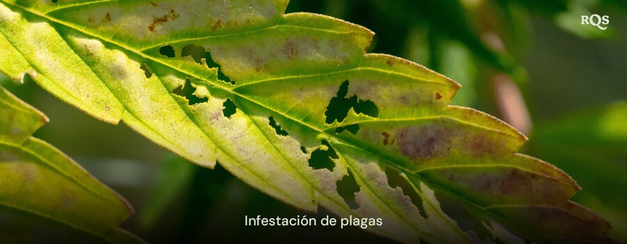 Hoja de cannabis dañada por plagas, con agujeros y decoloración causada por infestaciones. Relacionado con manchas amarillas en hojas de cannabis y amarillamiento relacionado con plagas.