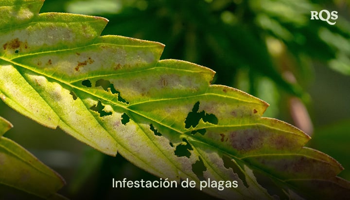 Hoja de cannabis dañada por plagas, con agujeros y decoloración causada por infestaciones. Relacionado con manchas amarillas en hojas de cannabis y amarillamiento relacionado con plagas.