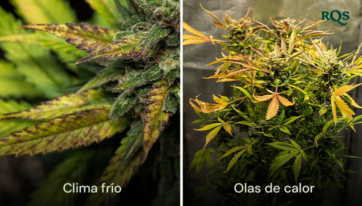 Comparación lado a lado de hojas de cannabis dañadas por el frío y las olas de calor, con amarillamiento y rizado visible. Destaca el estrés ambiental en las hojas de cannabis que se vuelven amarillas.