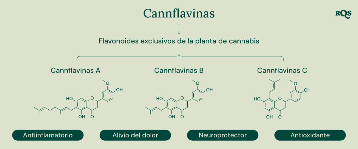 Infografía que muestra las tres cannflavinas exclusivas de la planta de cannabis: Cannflavina A, Cannflavina B y Cannflavina C. Cada cannflavina está asociada con un beneficio potencial específico para la salud: antiinflamatorio, alivio del dolor, neuroprotector y antioxidante.