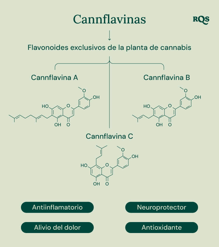 Infografía que muestra las tres cannflavinas exclusivas de la planta de cannabis: Cannflavina A, Cannflavina B y Cannflavina C. Cada cannflavina está asociada con un beneficio potencial específico para la salud: antiinflamatorio, alivio del dolor, neuroprotector y antioxidante.