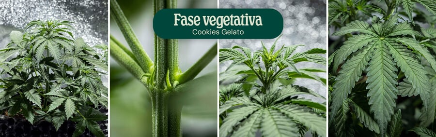 Cookies Gelato Vegetative Phase