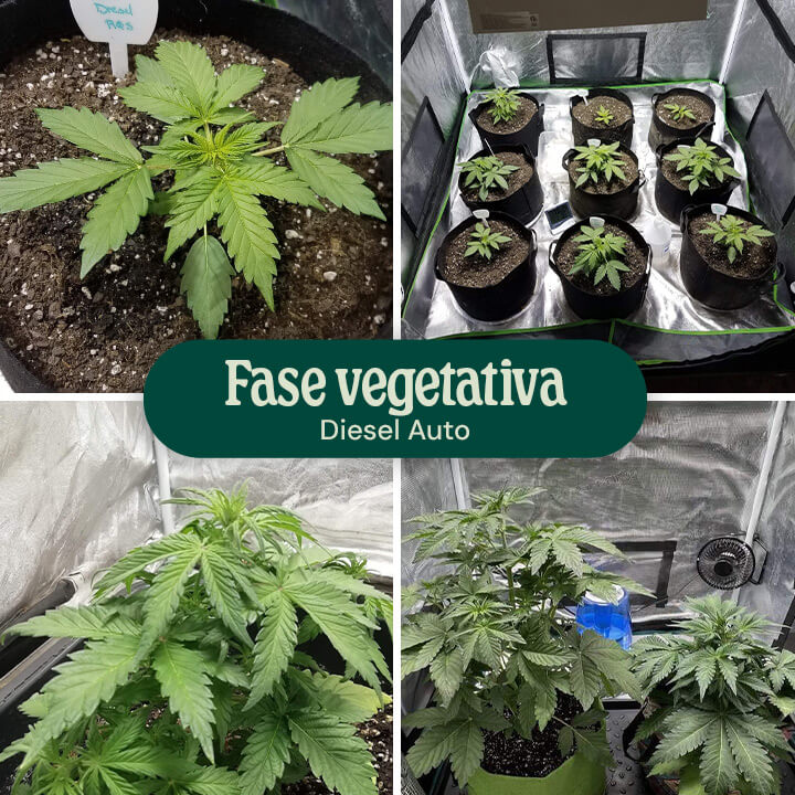 Diesel Auto Vegetative Phase