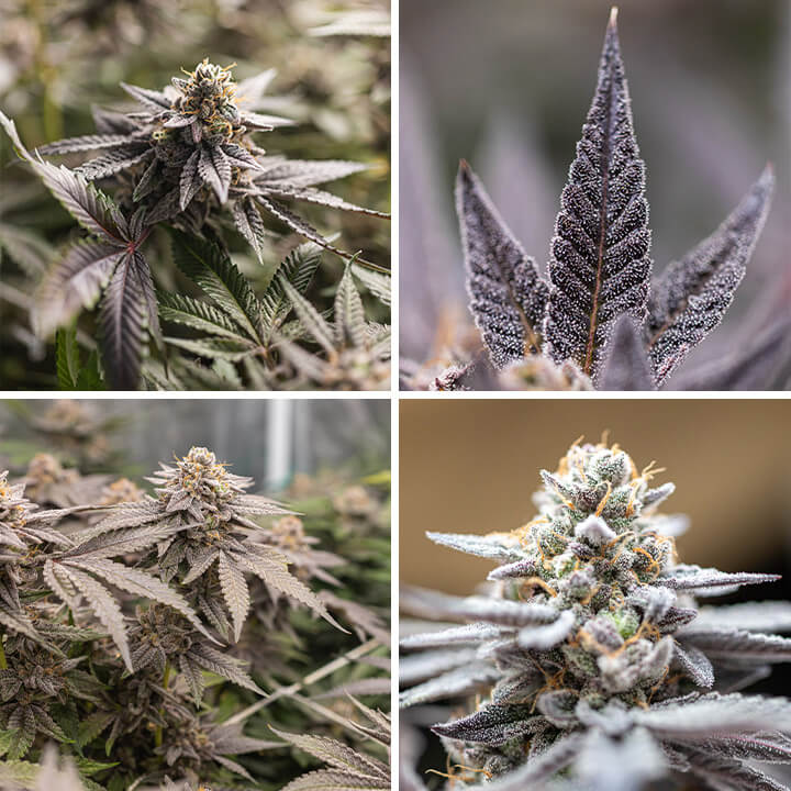 Un collage de cuatro imágenes mostrando diferentes etapas del cannabis Dynamite Diesel, con primeros planos de los cogollos, hojas y una planta con tonos morados y verdes.