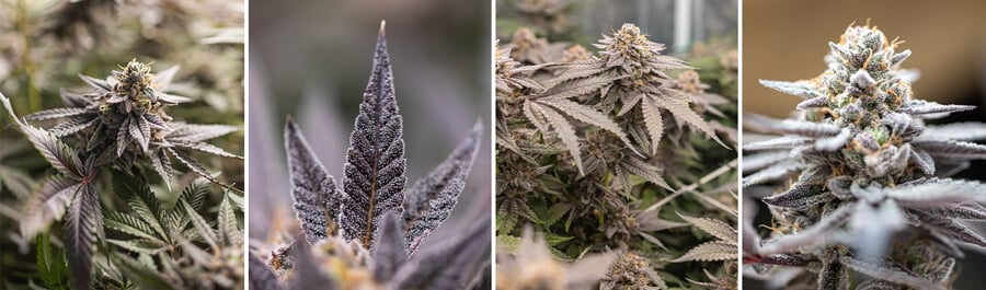 Un collage de cuatro imágenes mostrando diferentes etapas del cannabis Dynamite Diesel, con primeros planos de los cogollos, hojas y una planta con tonos morados y verdes.