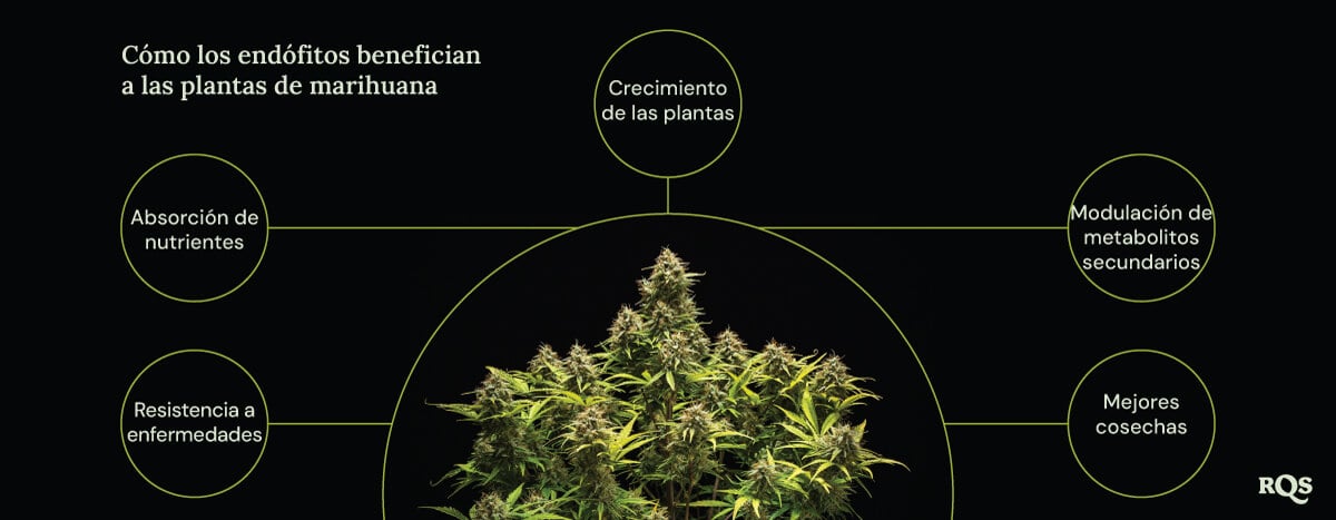 Un diagrama de una planta de marihuana rodeada por cuatro círculos que muestran los beneficios de los endófitos: crecimiento más rápido, mejor absorción de nutrientes, resistencia a enfermedades y aumento de la producción de compuestos medicinales.