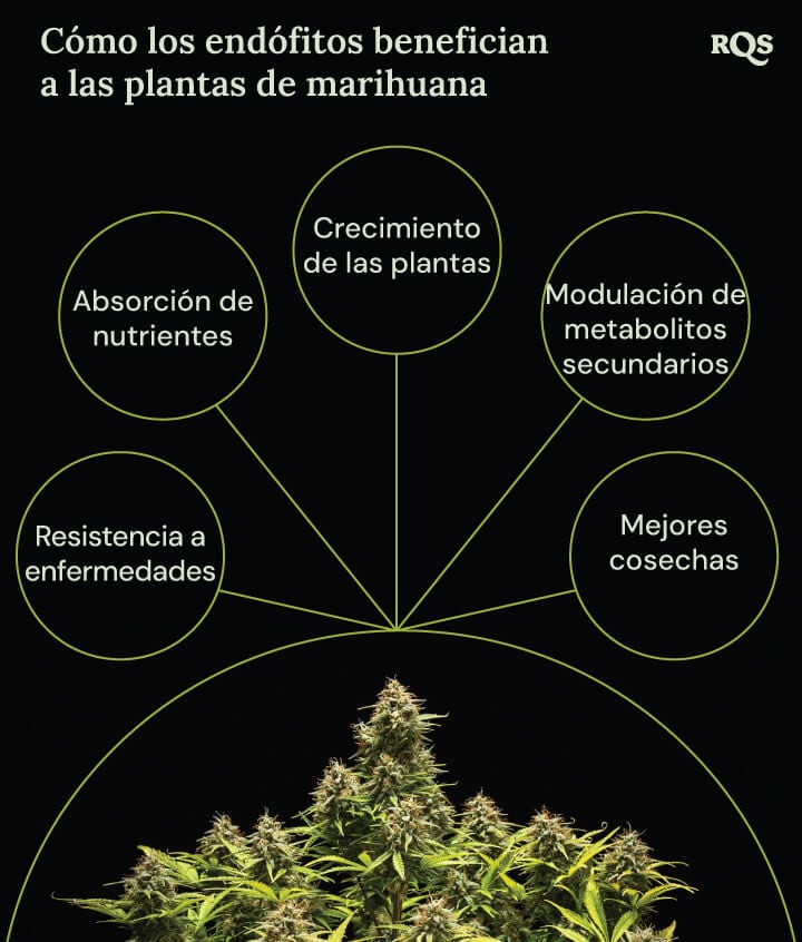 Un diagrama de una planta de marihuana rodeada por cuatro círculos que muestran los beneficios de los endófitos: crecimiento más rápido, mejor absorción de nutrientes, resistencia a enfermedades y aumento de la producción de compuestos medicinales.