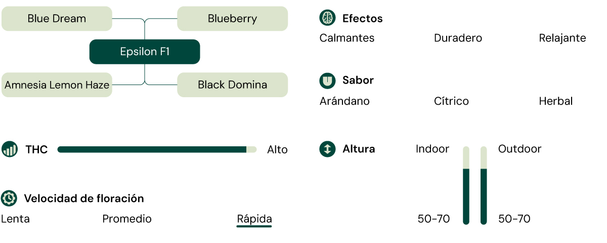 Infografía de la variedad de cannabis Epsilon F1, un híbrido de Blue Dream y Blueberry con alto THC, que ofrece efectos calmantes, relajantes y duraderos.