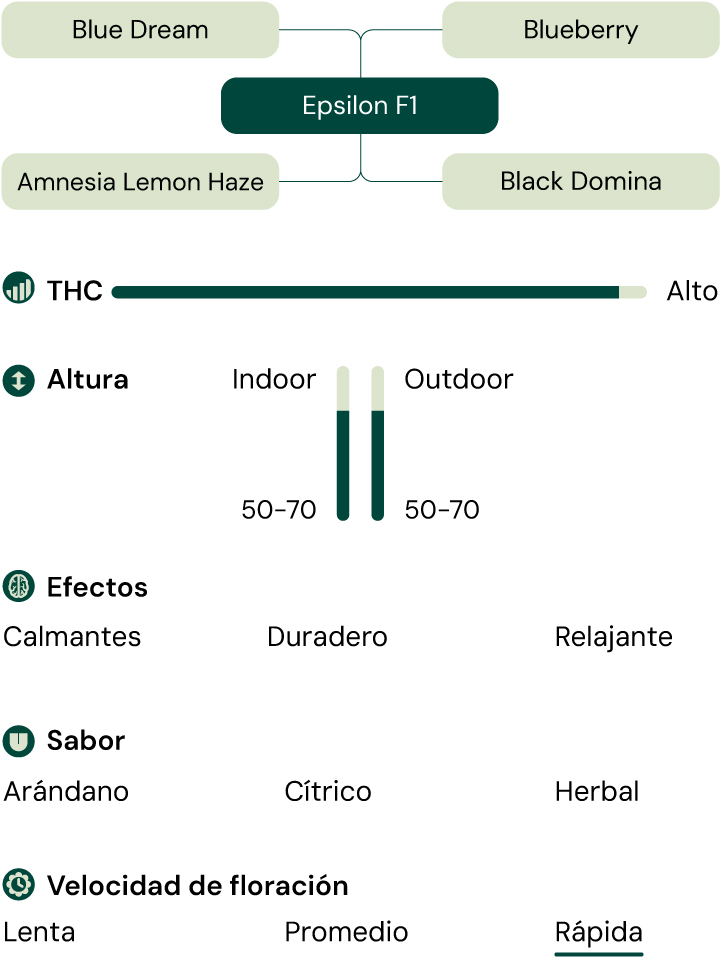 Infografía de la variedad de cannabis Epsilon F1, un híbrido de Blue Dream y Blueberry con alto THC, que ofrece efectos calmantes, relajantes y duraderos.