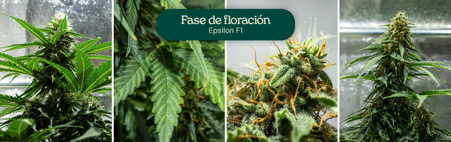 Etapas de floración de la variedad de cannabis Epsilon F1: planta joven con algunas flores, planta con más flores, planta con abundantes flores, y planta madura con muchas flores.