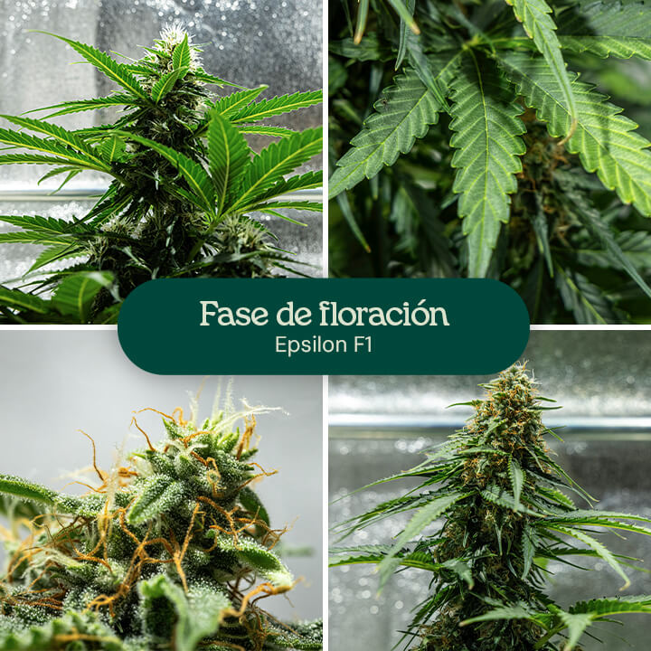 Etapas de floración de la variedad de cannabis Epsilon F1: planta joven con algunas flores, planta con más flores, planta con abundantes flores, y planta madura con muchas flores.