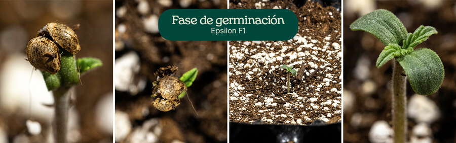 Etapas de germinación para el cannabis Epsilon F1: una semilla con raíz principal, una semilla con raíz principal y cotiledones, una plántula con cotiledones y tallo, y una plántula con cotiledones y hojas verdaderas.