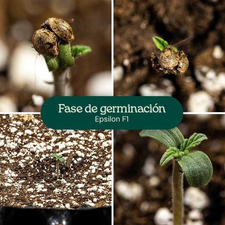 Etapas de germinación para el cannabis Epsilon F1: una semilla con raíz principal, una semilla con raíz principal y cotiledones, una plántula con cotiledones y tallo, y una plántula con cotiledones y hojas verdaderas.