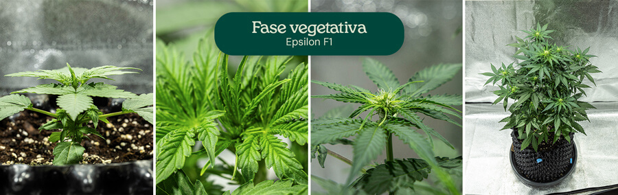 Etapas de crecimiento del cannabis Epsilon F1: 1) Plántula con hojas verdaderas, 2) Plántula con múltiples hojas, 3) Plántula con tallo, 4) Planta madura con ramas.