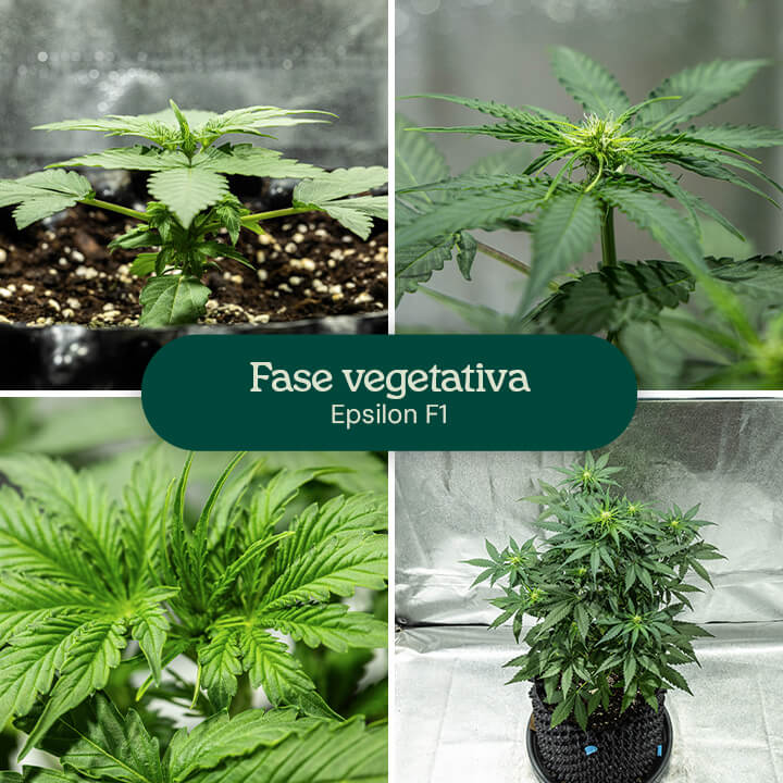 Etapas de crecimiento del cannabis Epsilon F1: 1) Plántula con hojas verdaderas, 2) Plántula con múltiples hojas, 3) Plántula con tallo, 4) Planta madura con ramas.