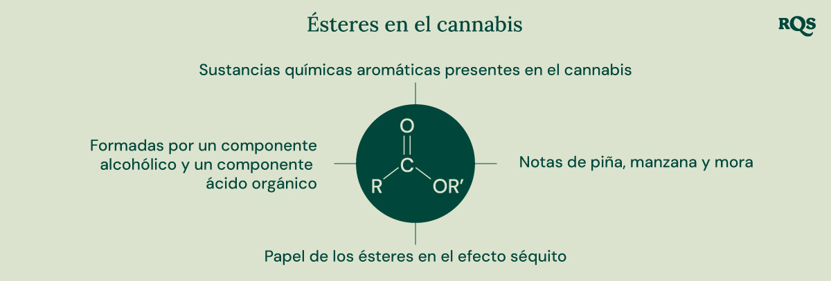 Un diagrama que ilustra la estructura química de los ésteres, su formación a partir de componentes alcohólicos y ácidos orgánicos, y su contribución al aroma y al efecto séquito del cannabis.