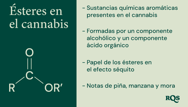 Un diagrama que ilustra la estructura química de los ésteres, su formación a partir de componentes alcohólicos y ácidos orgánicos, y su contribución al aroma y al efecto séquito del cannabis.