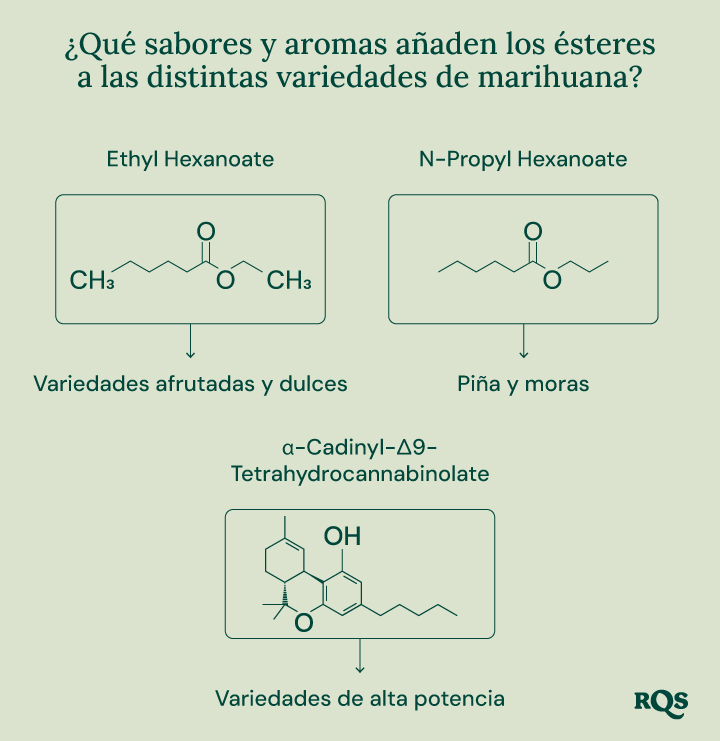 Un diagrama que ilustra el papel de los ésteres en el cannabis y otras fuentes naturales. Destaca la estructura química de ciertos ésteres, sus aromas asociados y su presencia en diversas plantas y animales.