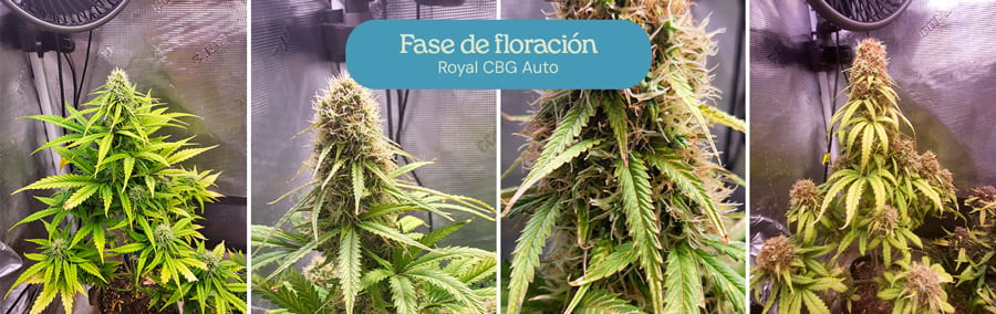 Fase de floración de la cepa de cannabis Royal CBG Auto. Las plantas muestran cogollos densos y escarchados con hojas de color verde vibrante, indicando la madurez y la preparación de las flores para la cosecha.