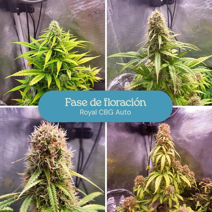 Fase de floración de la cepa de cannabis Royal CBG Auto. Las plantas muestran cogollos densos y escarchados con hojas de color verde vibrante, indicando la madurez y la preparación de las flores para la cosecha.