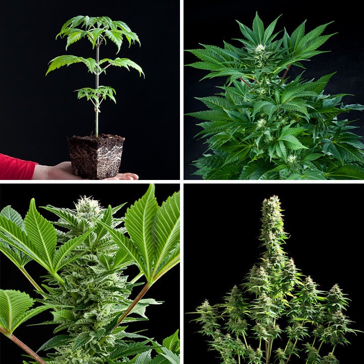 Planta de cannabis Fruit Spirit en diferentes etapas de crecimiento: semilla, planta joven, planta en flor con cogollos, y planta madura con cogollos densos.