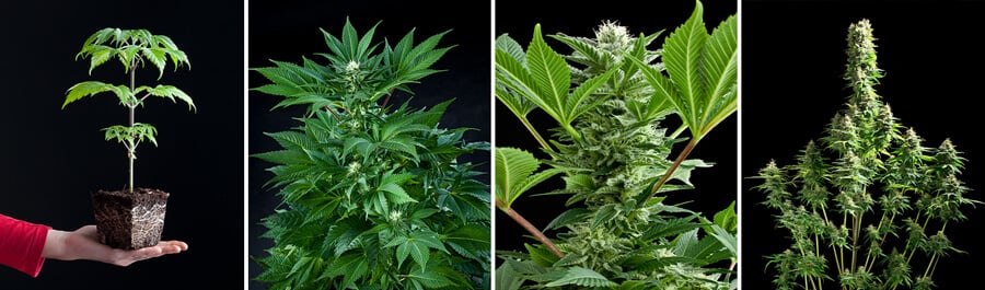 Planta de cannabis Fruit Spirit en diferentes etapas de crecimiento: semilla, planta joven, planta en flor con cogollos, y planta madura con cogollos densos.