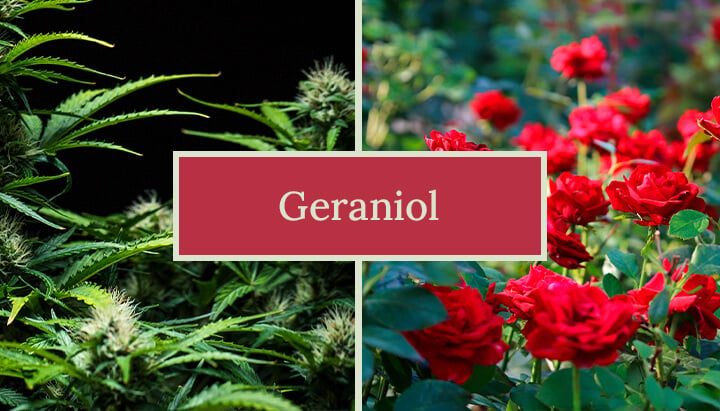 Representación visual del terpeno geraniol, destacando su aroma floral dulce y sus posibles beneficios, incluyendo su papel en las variedades de cannabis y en diversos productos como perfumes y agentes de limpieza.